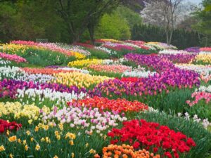 the 15 largest flower gardens in the world that will leave you awestruck 0.jpg